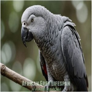 African Grey Lifespan