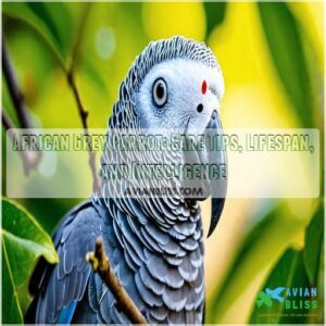 african grey parrot