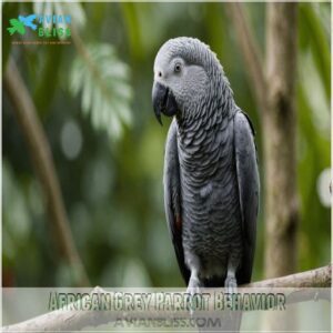 African Grey Parrot Behavior