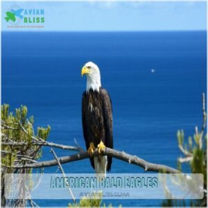 American Bald Eagles