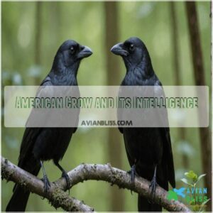 American Crow and Its Intelligence