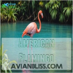 American Flamingo