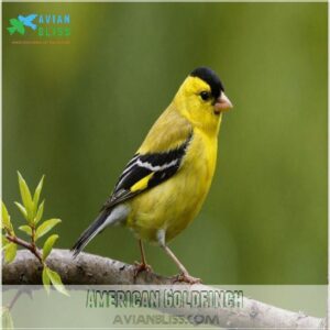 American Goldfinch