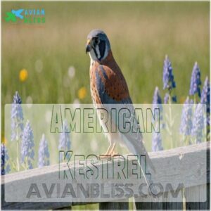 American Kestrel