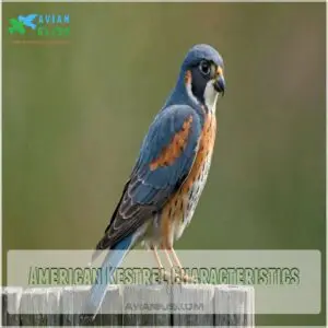 American Kestrel Characteristics