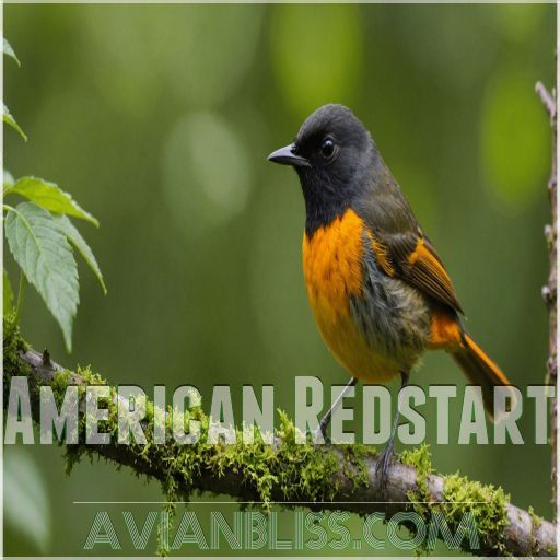 American Redstart