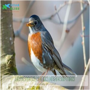 American Robin Description