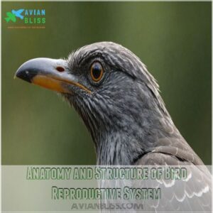 Anatomy and Structure of Bird Reproductive System