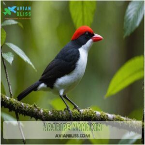 Araripe Manakin