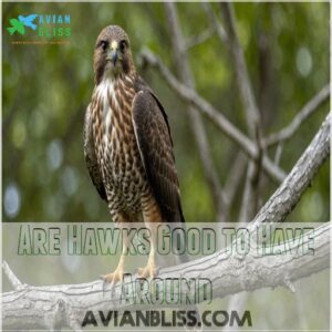 Are Hawks Good to Have Around