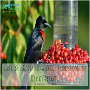 Attracting Black Birds With Red Chest