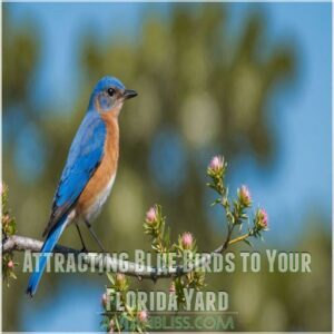 Attracting Blue Birds to Your Florida Yard