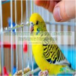 avian respiratory infection first aid