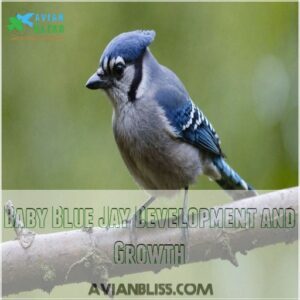 Baby Blue Jay Development and Growth