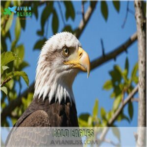 Bald Eagles