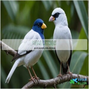 Bali Mynah