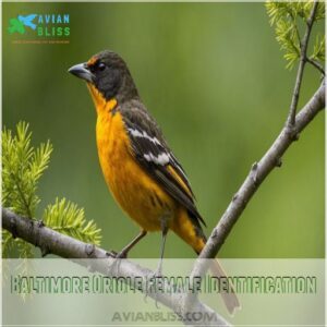 Baltimore Oriole Female Identification