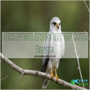 Behavior and Diet of Kite Birds