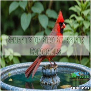 Benefits of Bird Baths for Cardinals