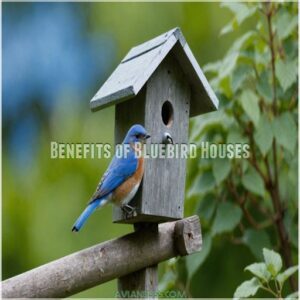 Benefits of Bluebird Houses