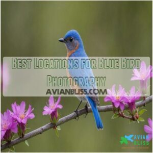 Best Locations for Blue Bird Photography