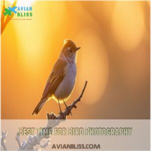 Best Time for Bird Photography