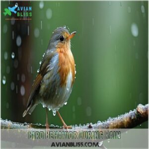 Bird Behavior During Rain