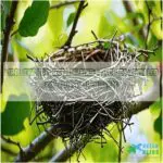 bird behavior nest building