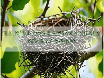 bird behavior nest building