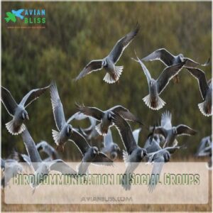 Bird Communication in Social Groups