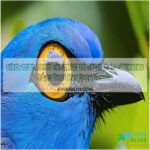 bird facts about endangered species