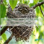 bird facts about nests