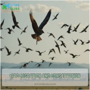 Bird Migration and Conservation