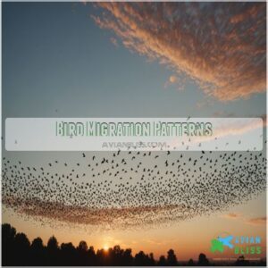 Bird Migration Patterns