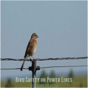 Bird Safety on Power Lines