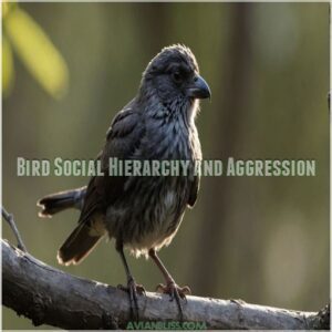 Bird Social Hierarchy and Aggression