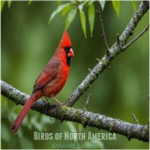 Birds of North America