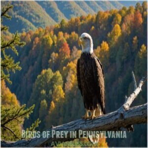 Birds of Prey in Pennsylvania