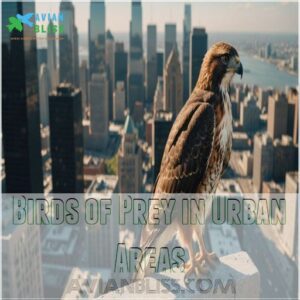 Birds of Prey in Urban Areas