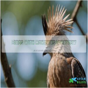 Birds With Mohawks Overview