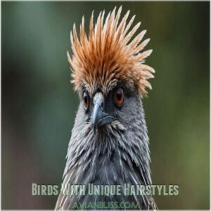 Birds With Unique Hairstyles