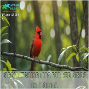 Birdwatching Tips for Red Birds in Florida