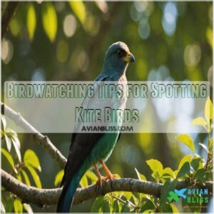 Birdwatching Tips for Spotting Kite Birds