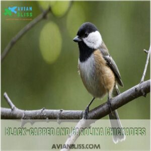 Black-capped and Carolina Chickadees