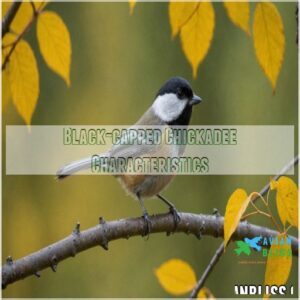 Black-capped Chickadee Characteristics