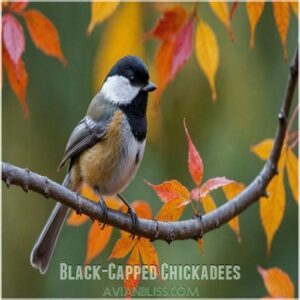 Black-Capped Chickadees