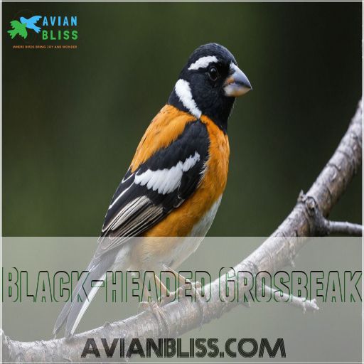 Black-headed Grosbeak