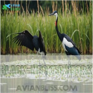 Black-Necked Stork