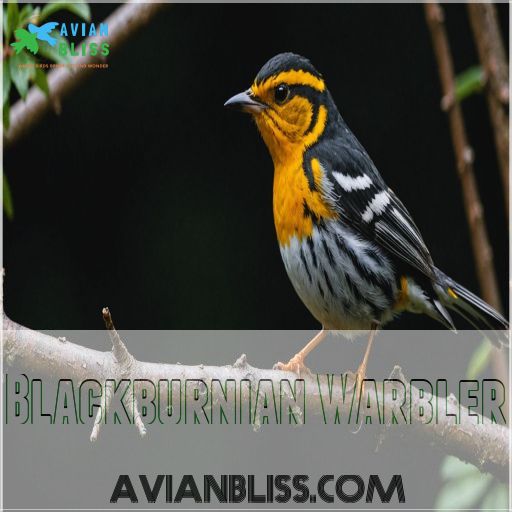 Blackburnian Warbler