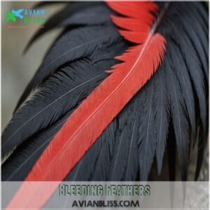 Bleeding Feathers